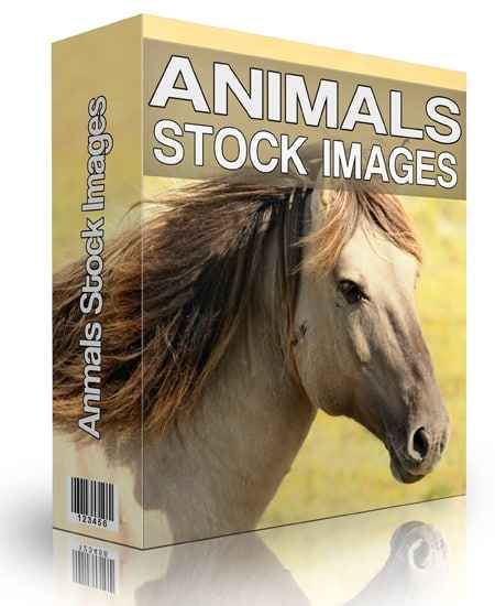 Animal Stock Images